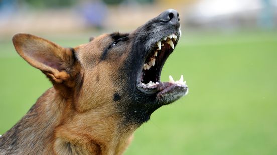 Baasjes van risicohonden verplicht op cursus: 'Veel weten niet wat ze kiezen' Home