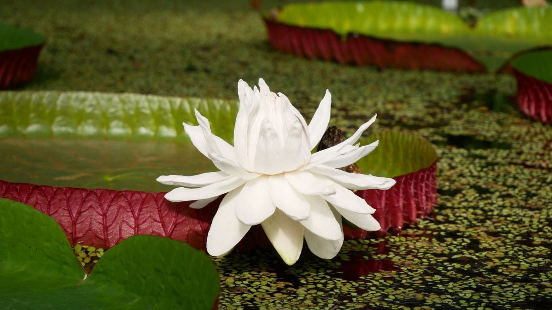 De witte bloem tijdens de eerste nacht in bloei