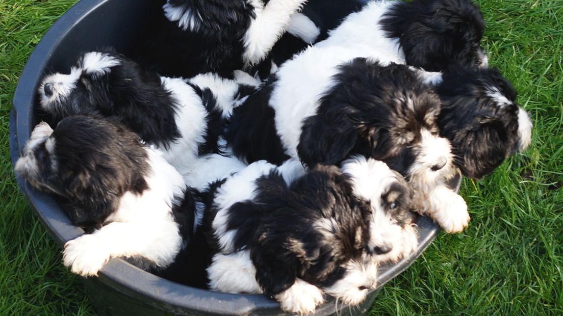 Vier van deze soort puppy's gaan naar Westland.