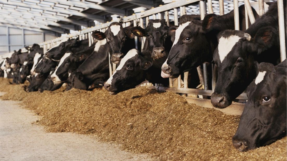 De Nederlandse veeteeltsector moet zo'n 140.000 koeien inschikken
