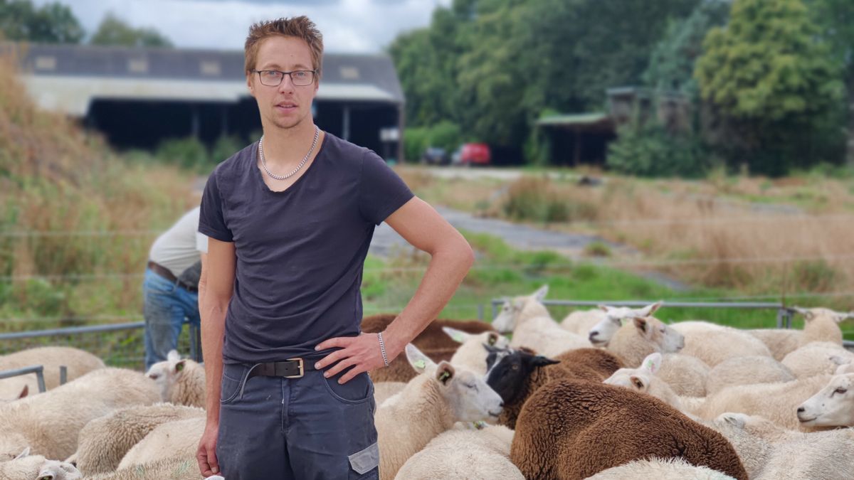 Rechter: schapenboer deed genoeg om dieren te beschermen tegen wolf