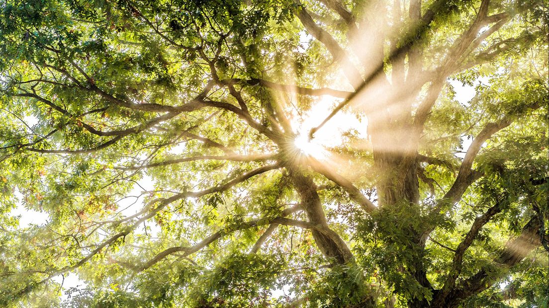 Oproep: Vergiftig geen bomen!