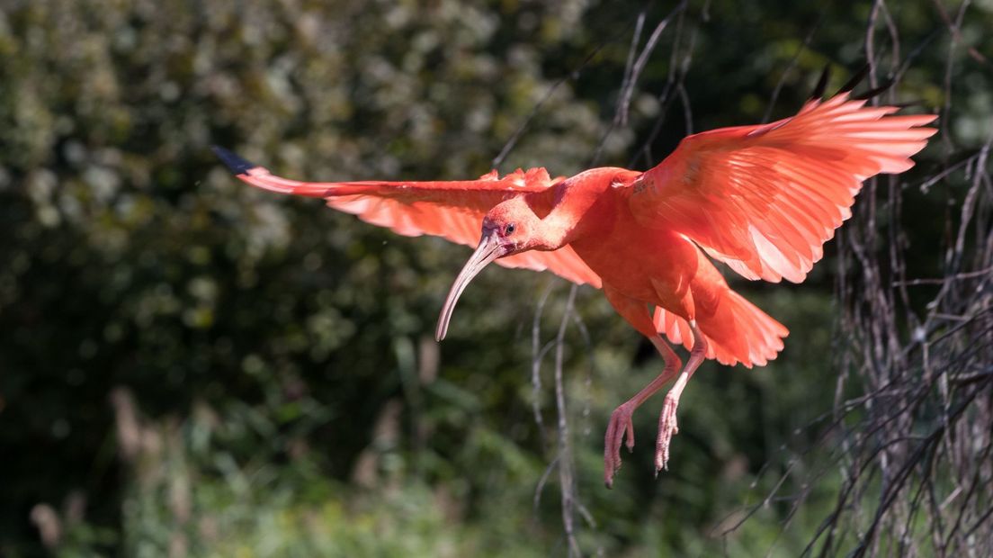 Een rode ibis