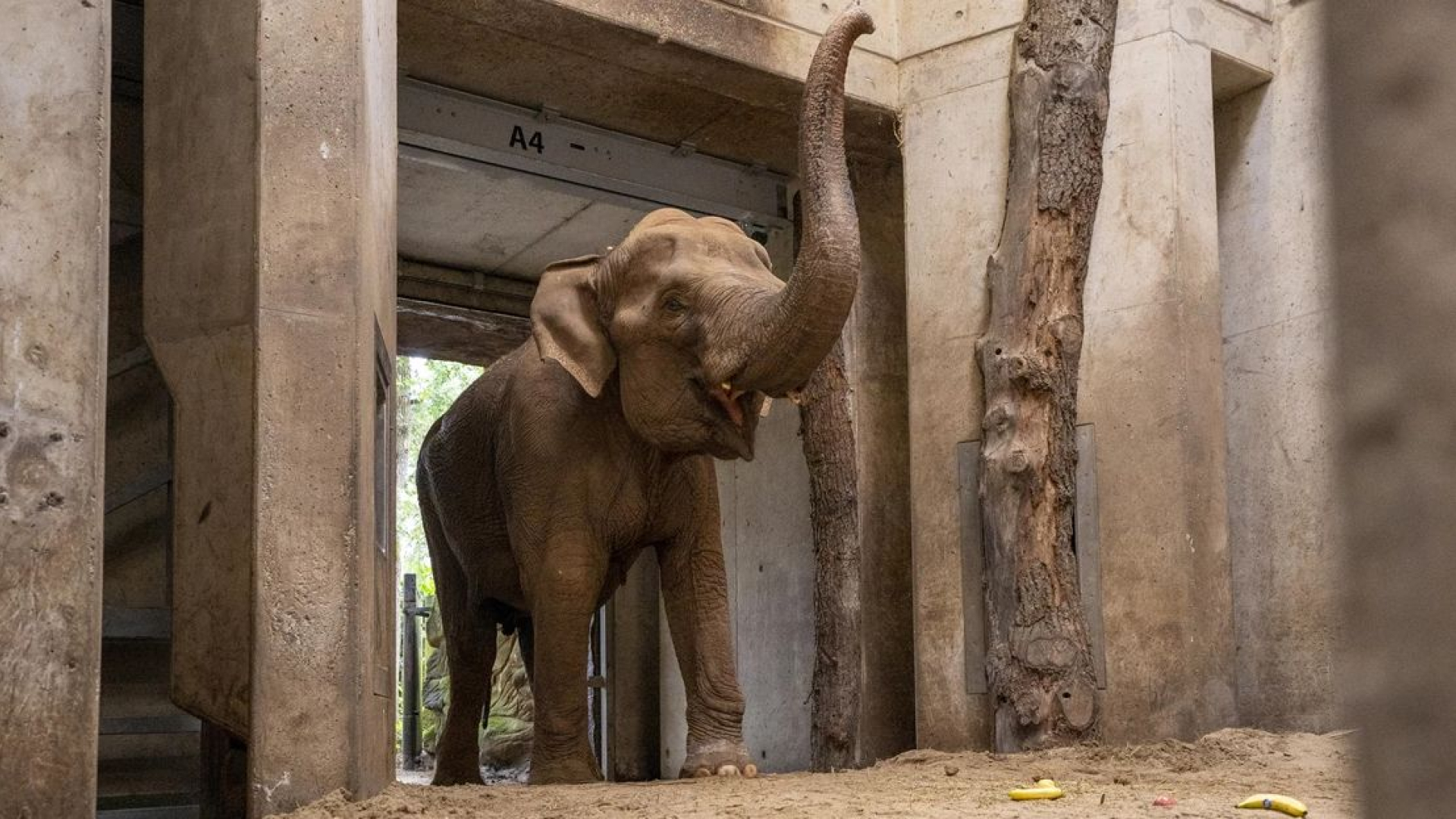 Boeren blij met olifantenpoep uit Burgers&#039; Zoo