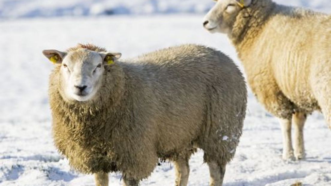 Herder Eibergen wil nieuwe schaapskooi
