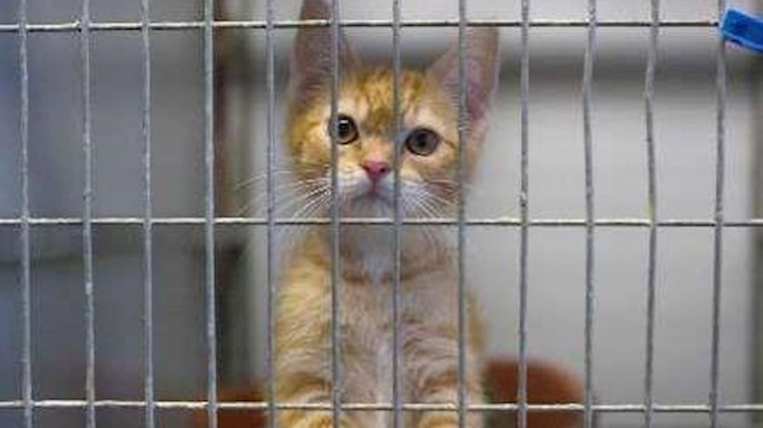 Katten dierenasiel Enschede in quarantaine