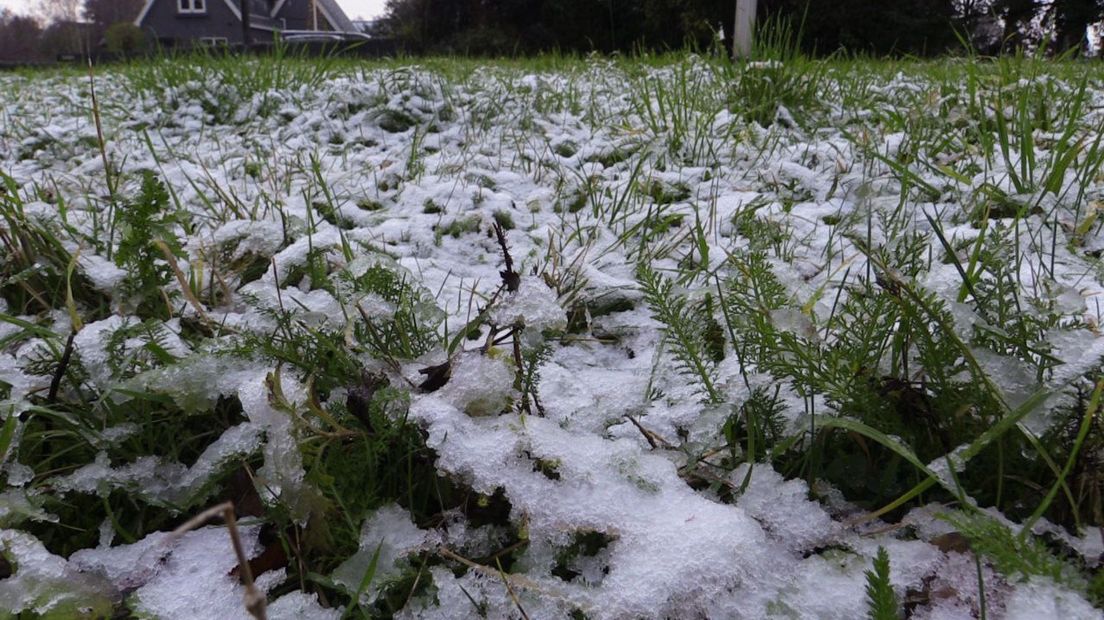 Gras kleurt wit door vers gevallen sneeuw