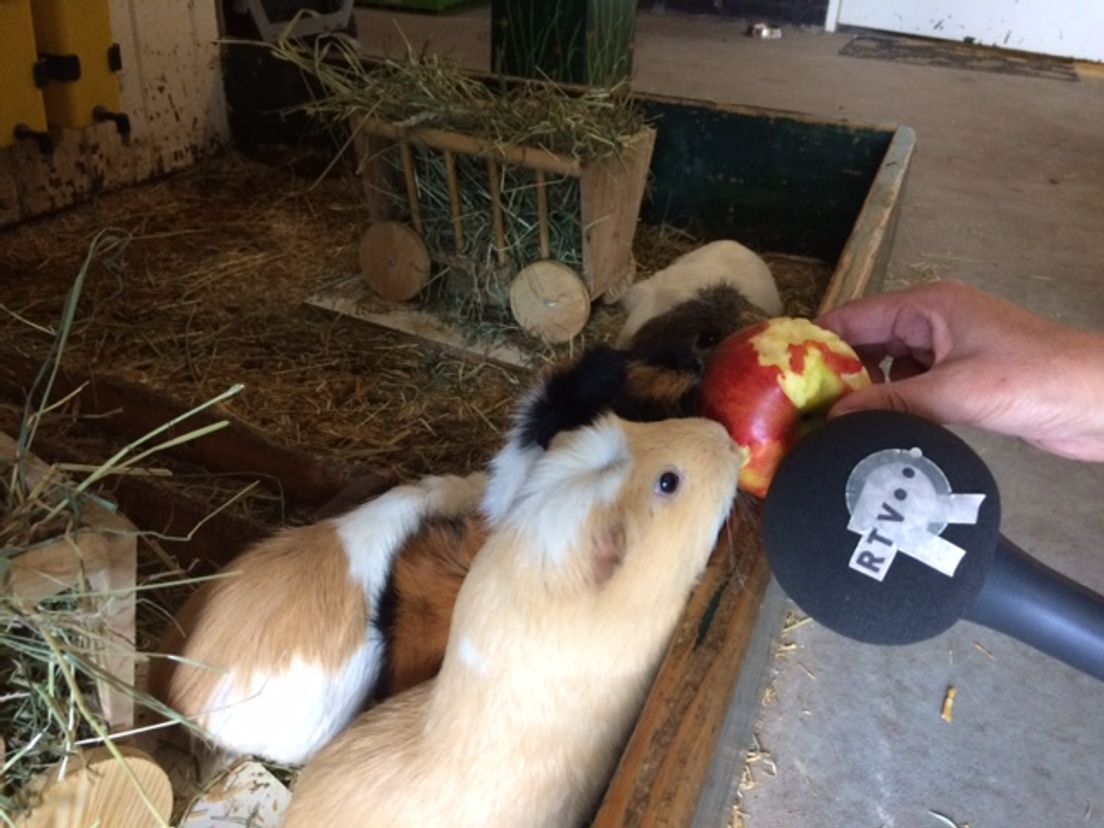 Diepte interview met cavia