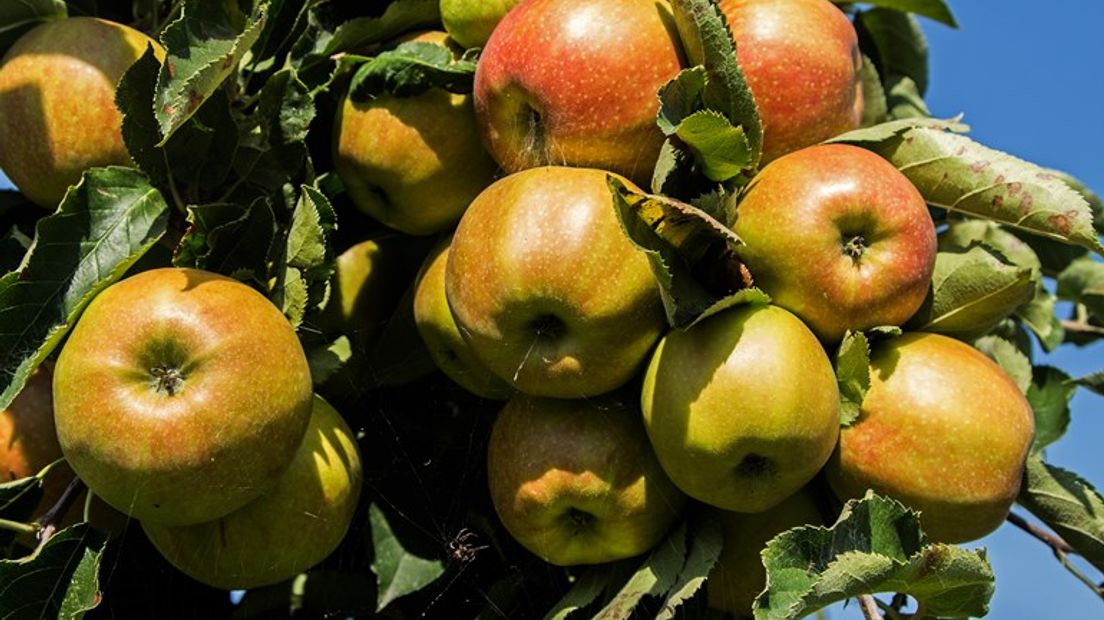 240 medewerkers van twee fruitbedrijven worden getest.