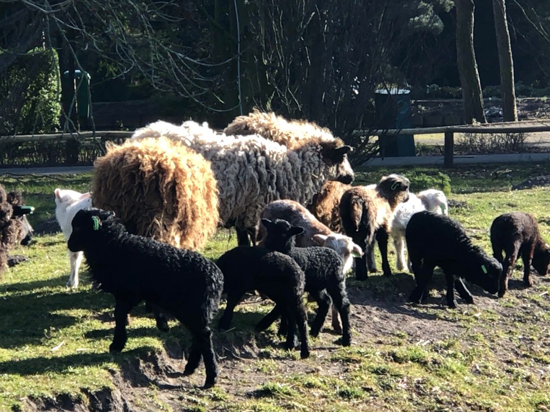 Lammetjes in Plaswijckpark