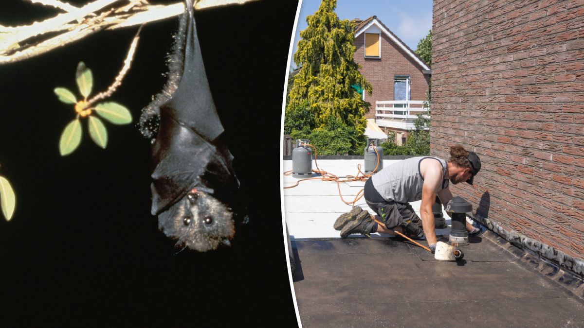 Hengelo kamt stad uit op zoek naar vleermuizen en egels: 'Elke straat 10 keer'