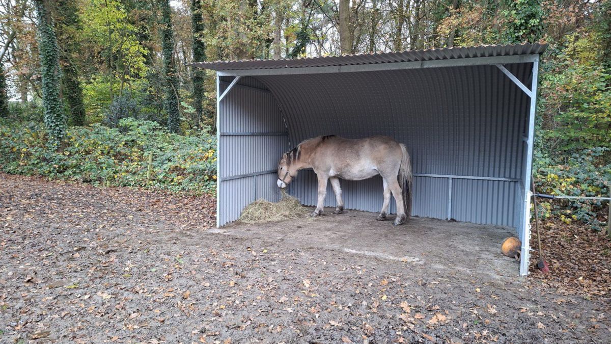 Liesbeth vreest dat wolf haar pony's opeet en bouwt daarom (illegaal) een schuilstal