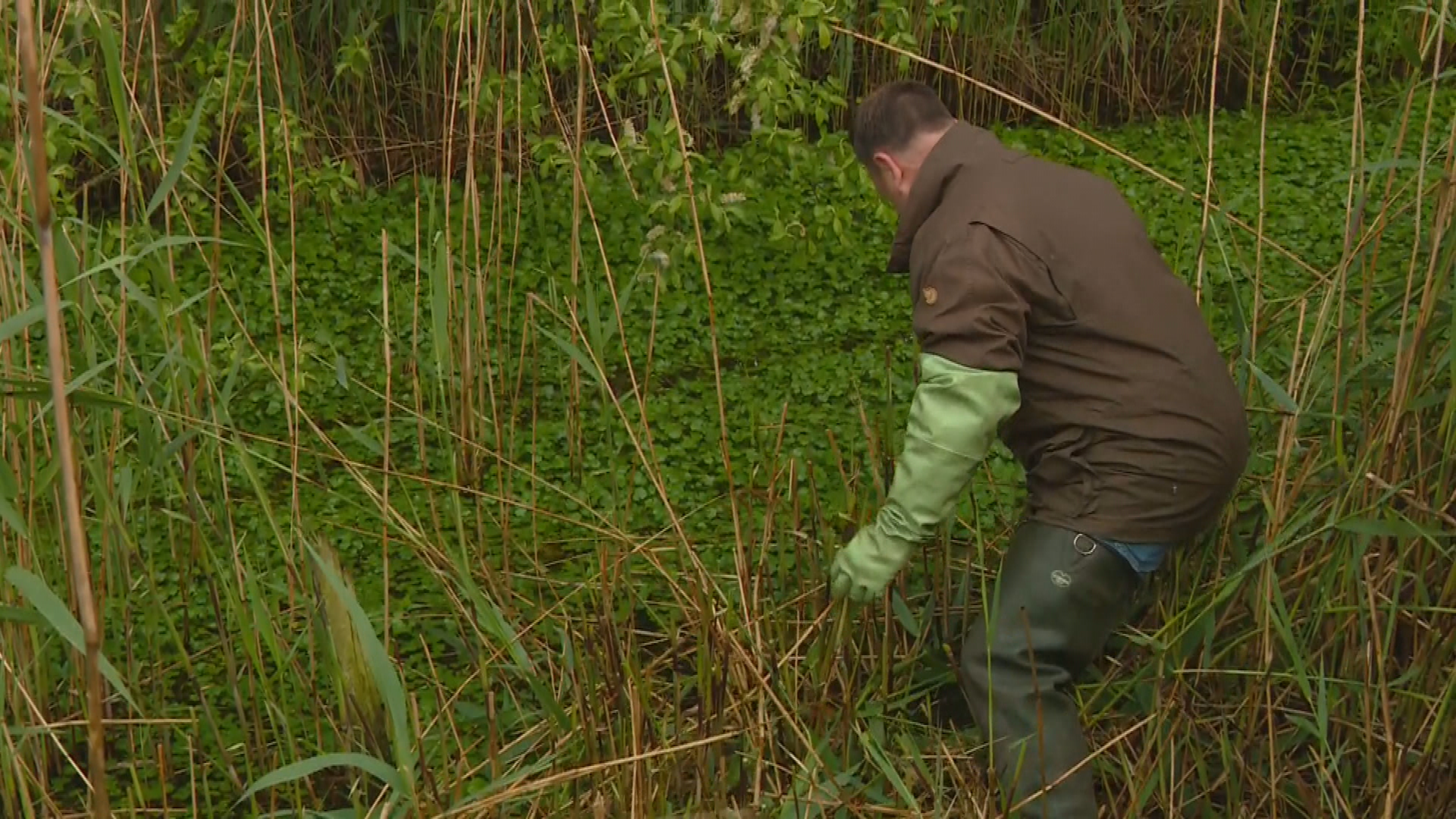 Wetterskip pakt ynvasive planten oan: "Se binne in grut probleem yn Fryslân"