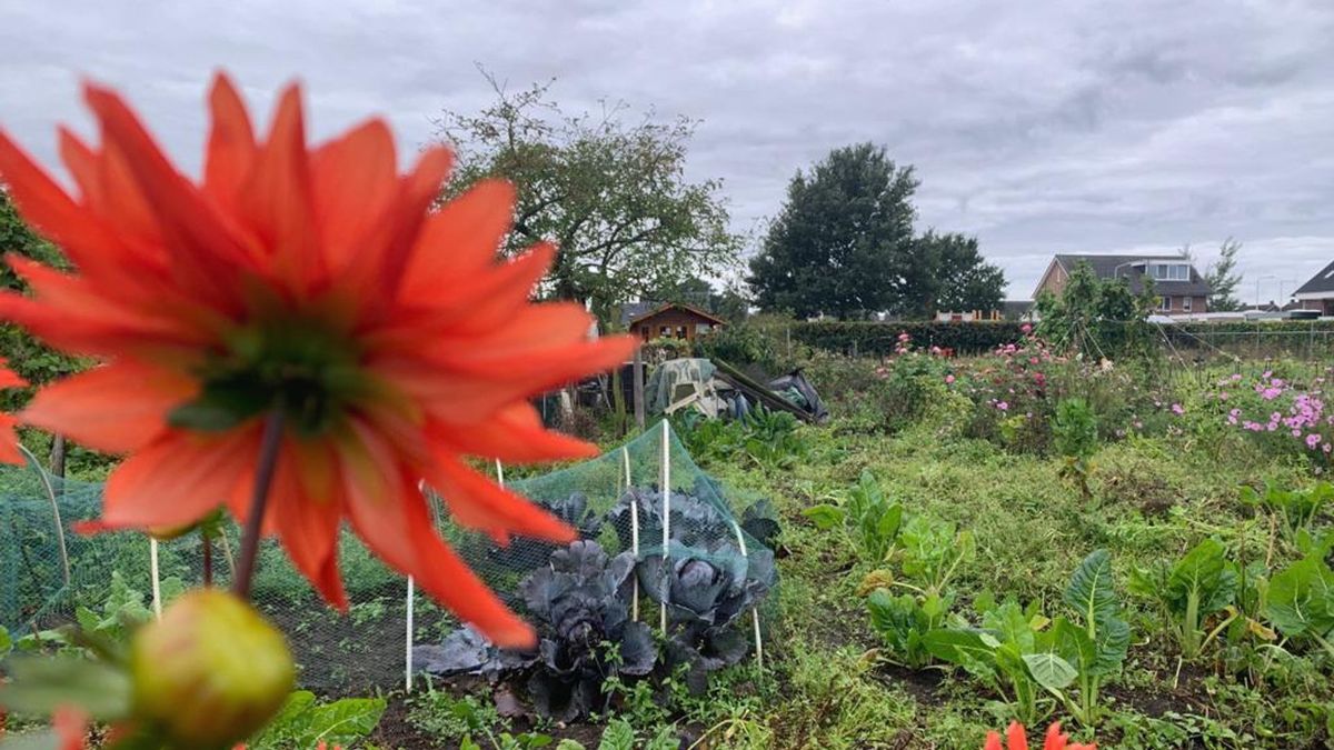 Volkstuinders Sluitersveld laten zich niet zomaar weg bulldozeren