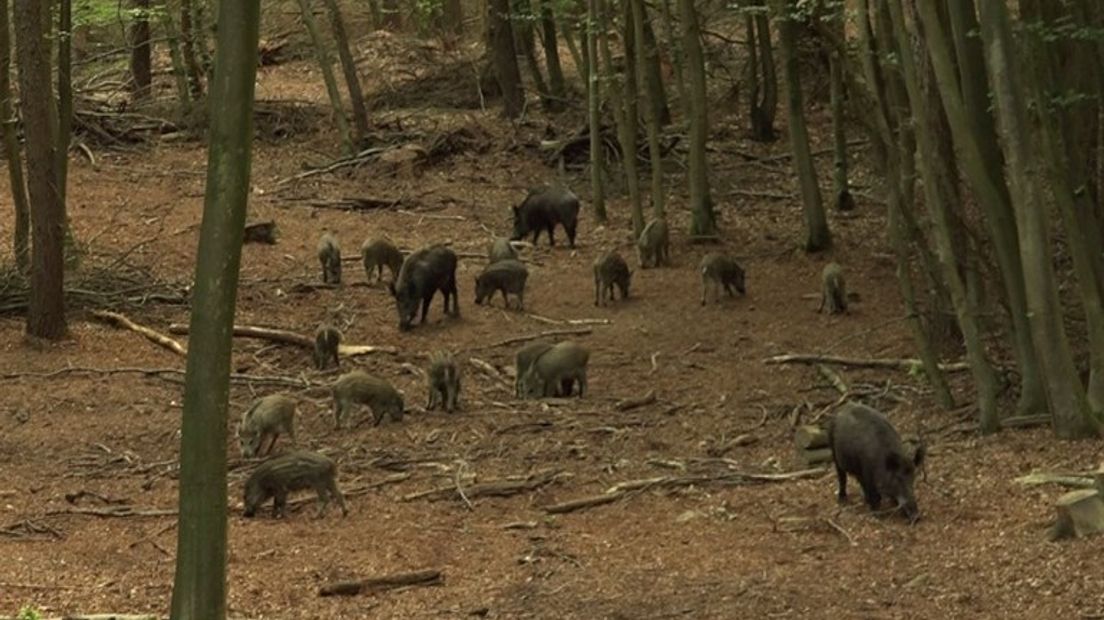 Het afschieten van wilde zwijnen op de Veluwe ligt op schema. Dat zegt Erik Koffeman van de Faunabeheereenheid Gelderland.