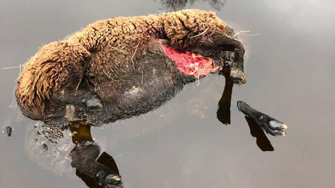 Een van de dode schapen belande in het water