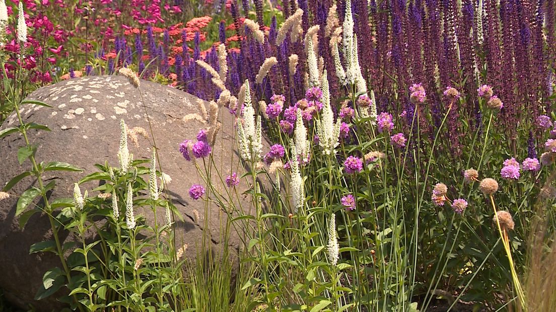 Heeft u een tuin? Of planten op het balkon? Dan weet u vast nog wel hoeveel moeite het kostte om vorig zomer de planten door de droogte te loodsen. En vreest u misschien de komende tropische hitte. Dat hoeft niet: met wat slimme keuzes heeft u veel minder water in de tuin nodig.