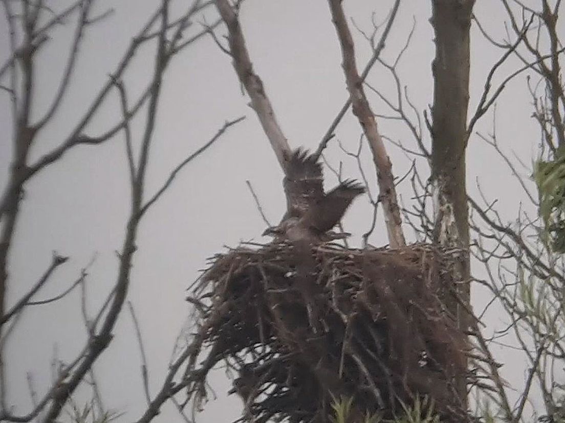 Visarend_Biesbosch