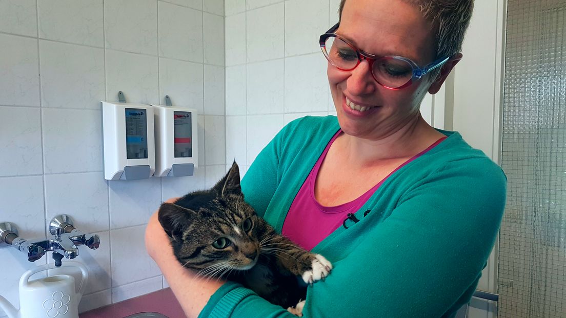 Vrijwilliger Martine met een van de katten in de opvang (Rechten: Jasmijn Wijnbergen/RTV Drenthe)