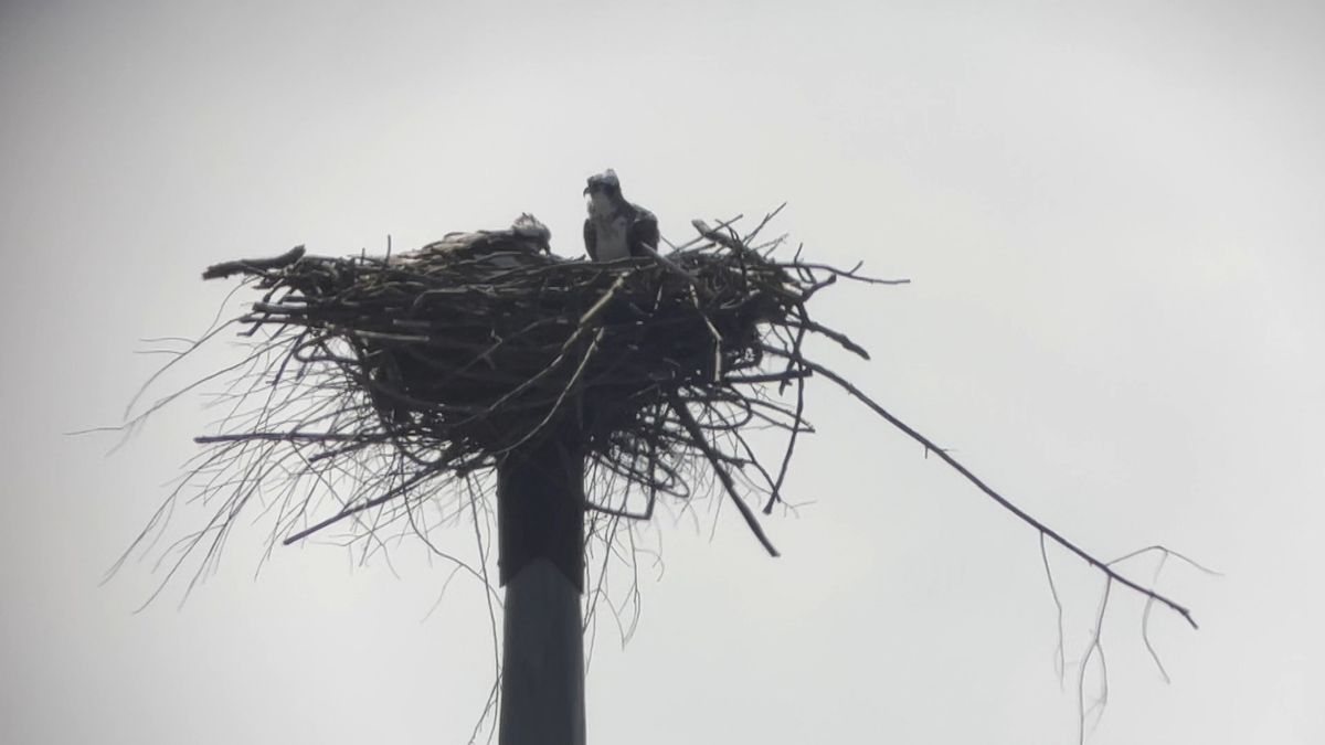 Alle ogen gericht op zeldzame visarendkuikens: 'Als er één jong uitvliegt is dat fantastisch'