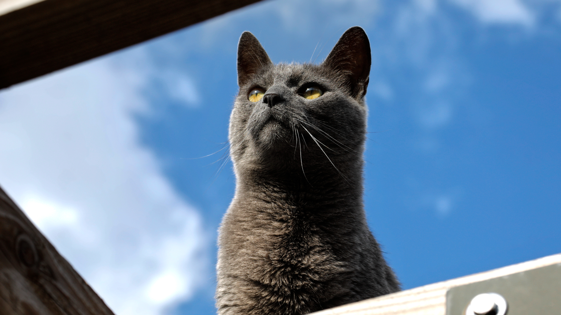 Verht debat over de kat als vogelkller: 'Door een kat n Utrecht Verht debat over de kat als vogelkller: 'Door een kat n Utrecht
