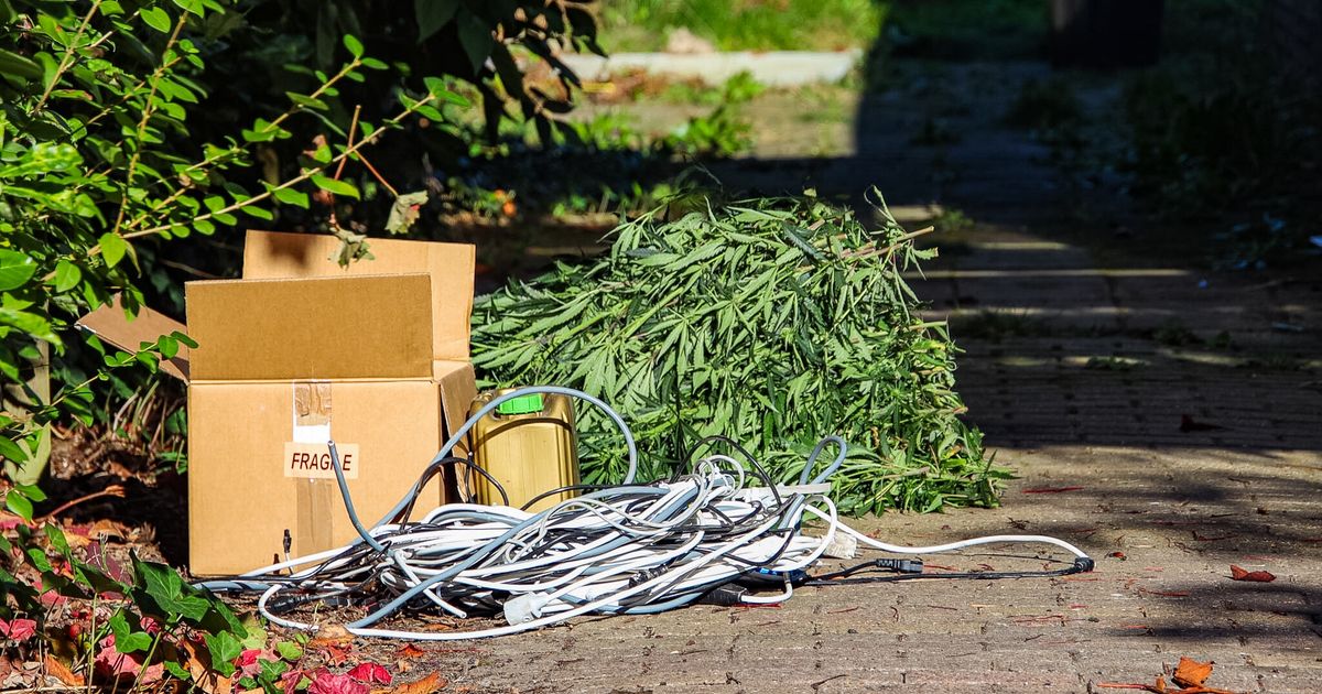 Ruim duizend wietplanten gevonden in loods in Peize
