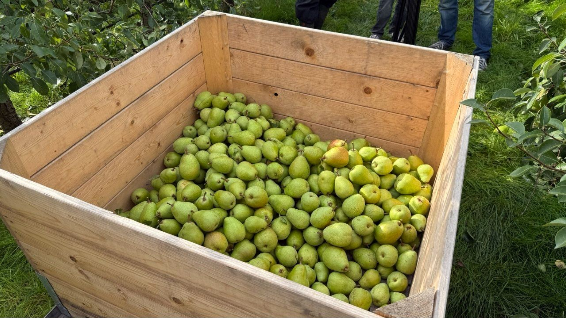 De peren zijn groot en extra zoet