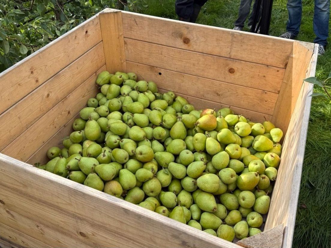 De peren zijn groot en extra zoet