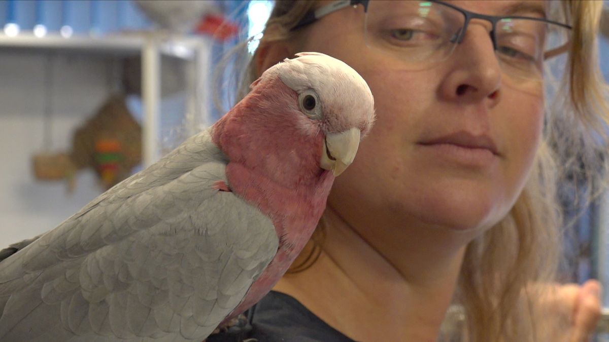 Vakantieopvang voor vogels in Harkema krijgt steeds meer aanvragen