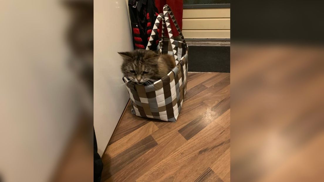 Sheva fan baaske Johanna Tjabringa