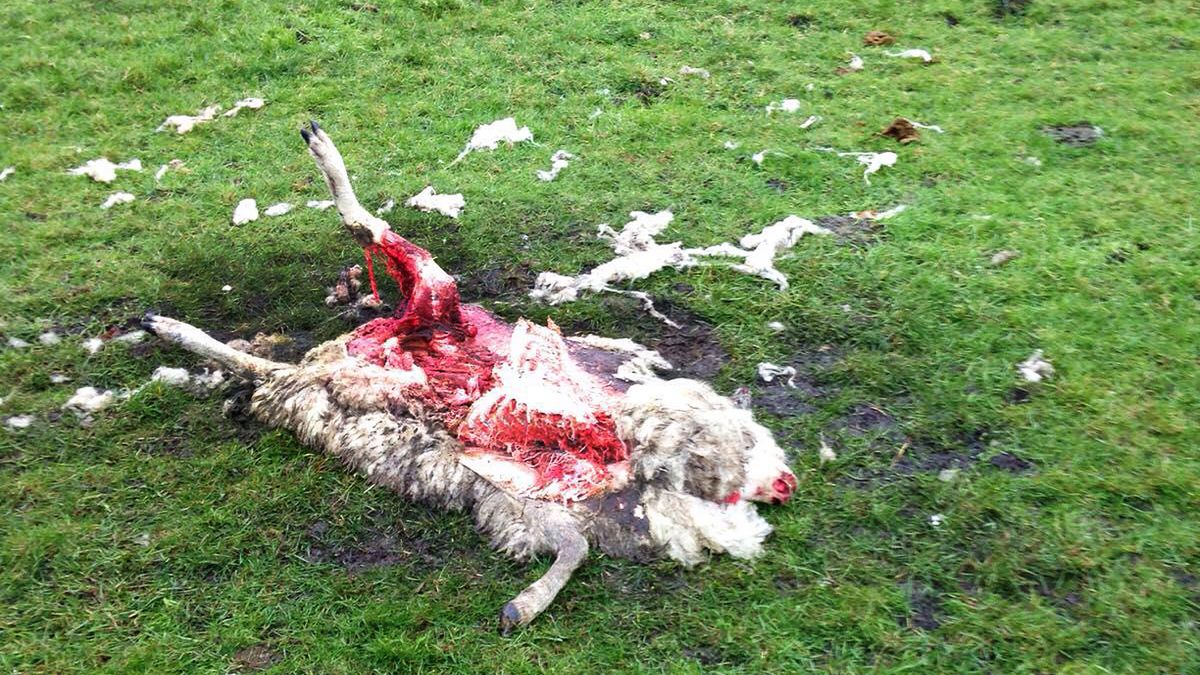 Schaap gedood door vos: dier volledig aangevreten
