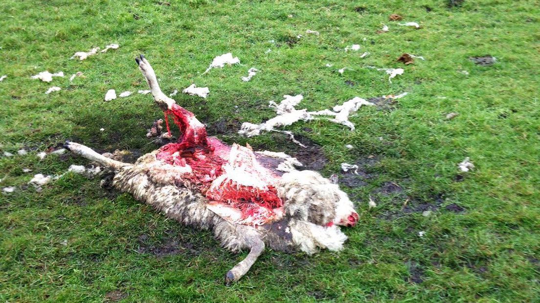 Schaap gedood door vermoedelijk een vos (Rechten: Persbureau Meter)