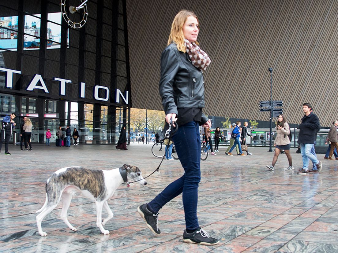 Hond met baasje Rotterdam Centraal