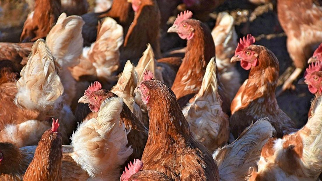Kippenbedrijven worden hard geraakt door vogelgriep.