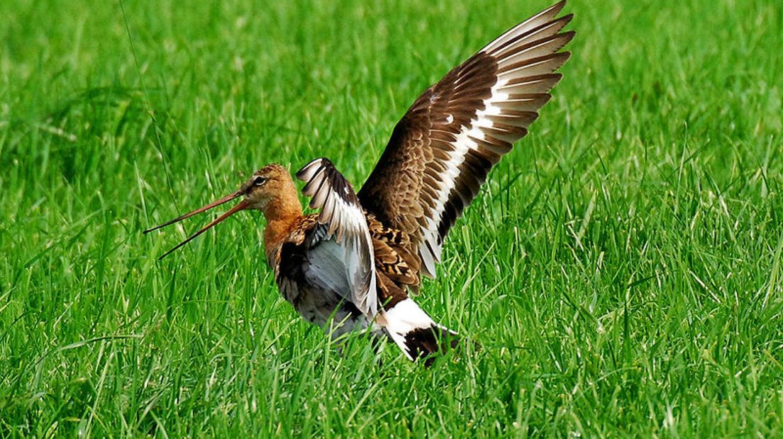 Gelderse vogelredder in de prijzen