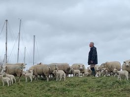 Martin met een aantal van zijn schapen