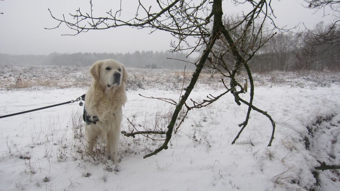 Met de hond de sneeuw in bij Exloo