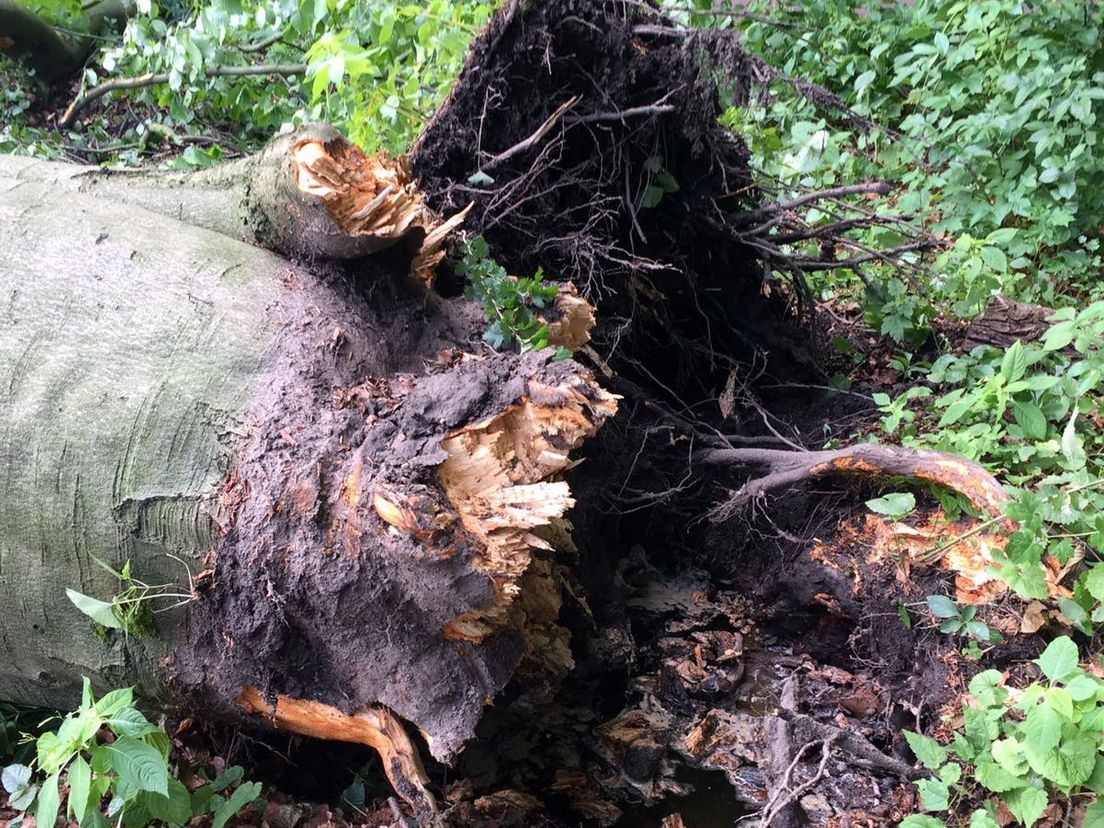 Omgevallen boom in Kralingse Bos