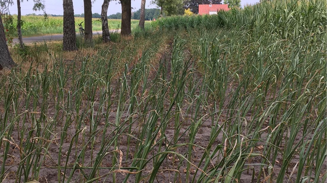slechte groei mais door droogte