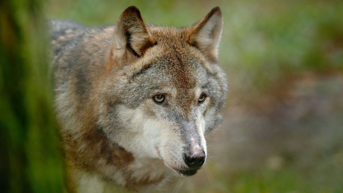 Voor het eerst wolf in centrum Heerde gezien
