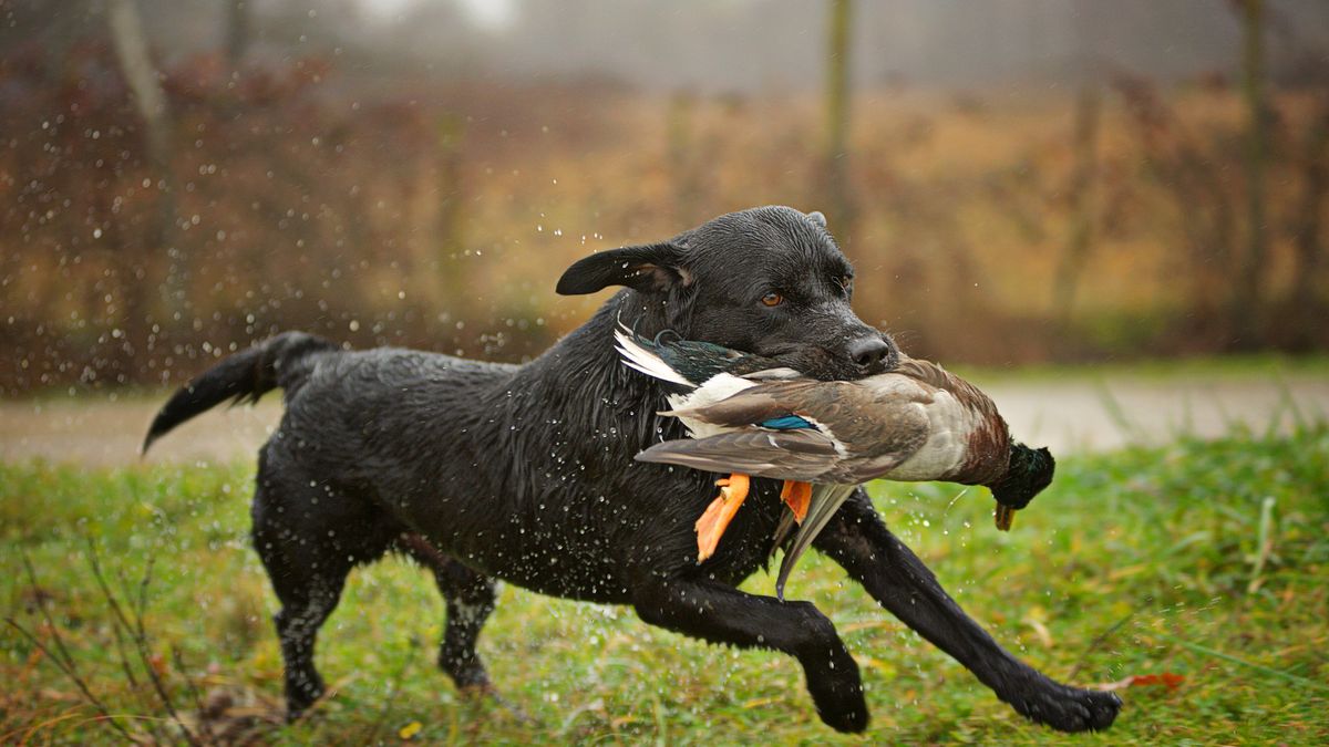 Vijf dingen over de vogelgriep: 'Geen verspreiding na bedrijf in Bornerbroek'