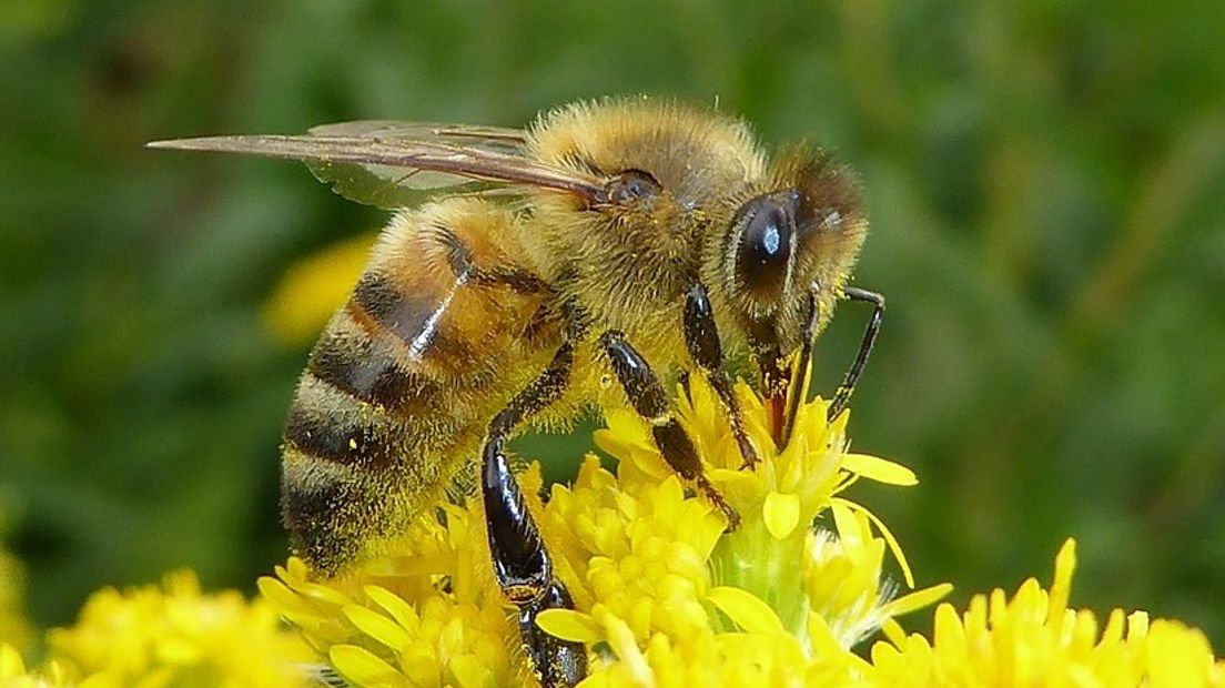 Bijen zouden wel varen bij ecologisch bermbeheer, zeggen de voorstanders