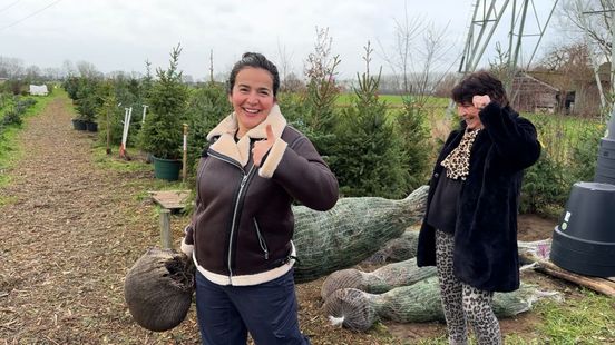 Zo heb je elk jaar dezelfde kerstboom in huis