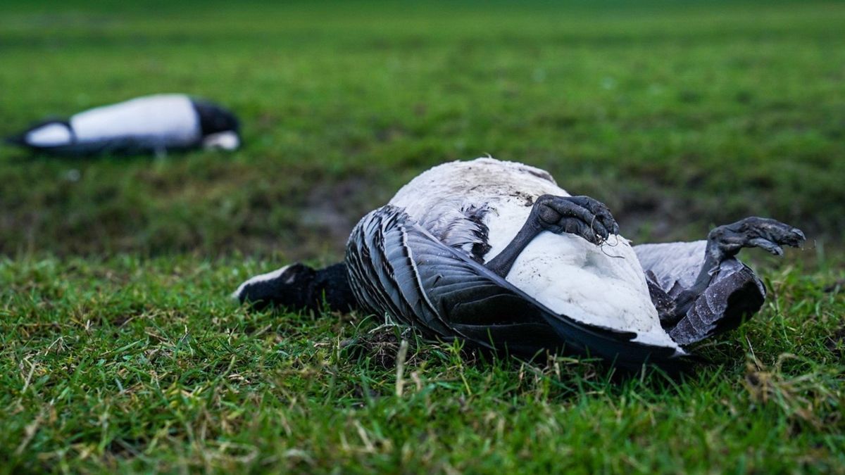 Vogelgriep vastgesteld bij wilde vogels, ook in Fryslân