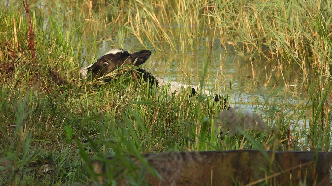 De jonge avonturier te water
