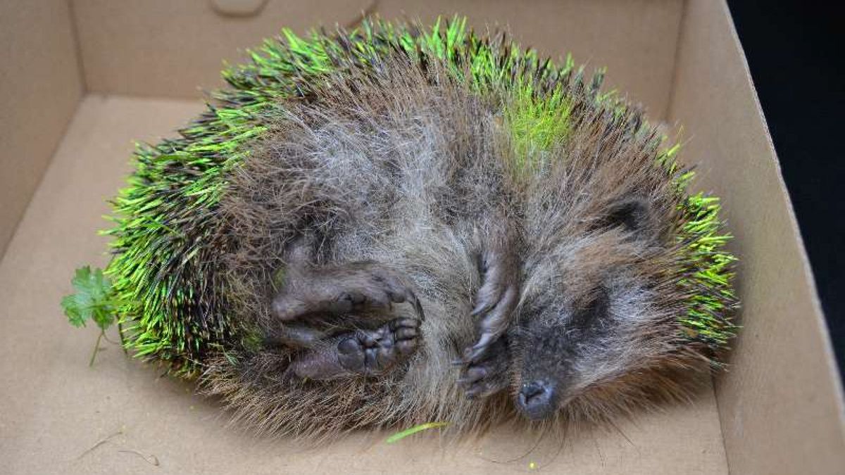 Egeltje bespoten met knalgele verf: 'Van schutkleur niet veel over'