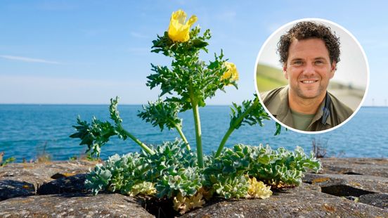 Zeldzame planten die tegen een stootje kunnen, duiken overal op: 'Sommige soorten kun je eten, maar pluk ze niet' Nieuws