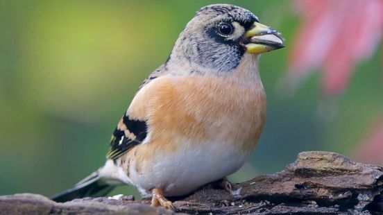 Met deze tips help je vogels de winter door