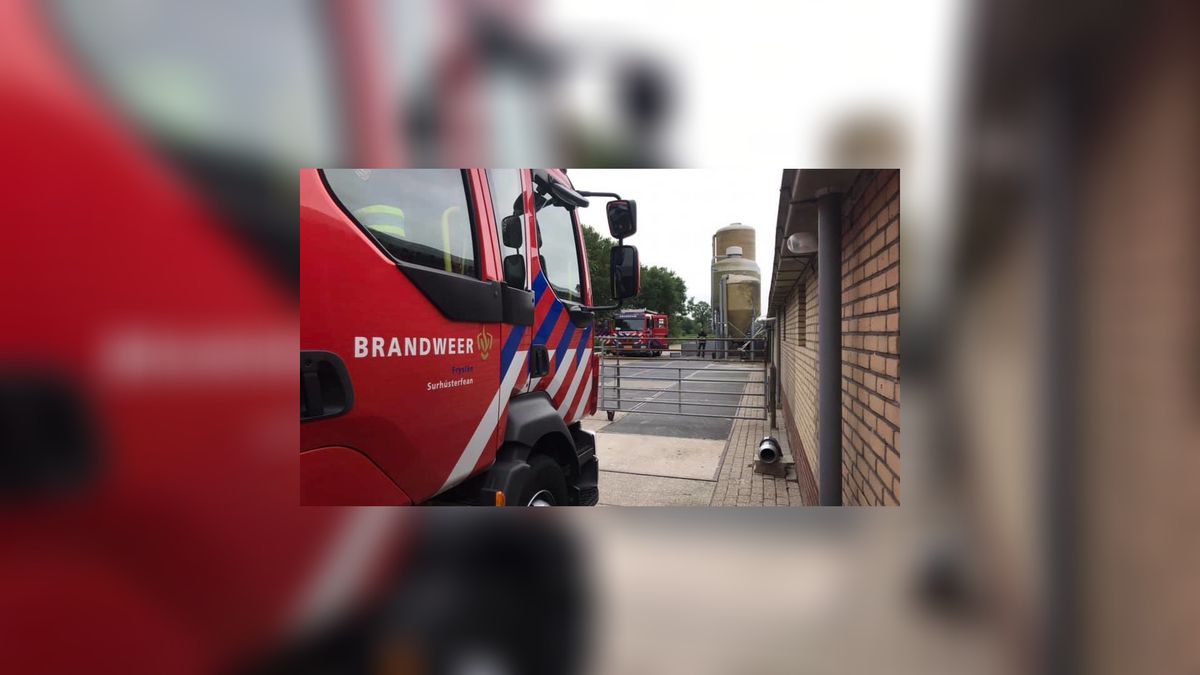 Vijftig varkens zakken door stalvloer in Drogeham
