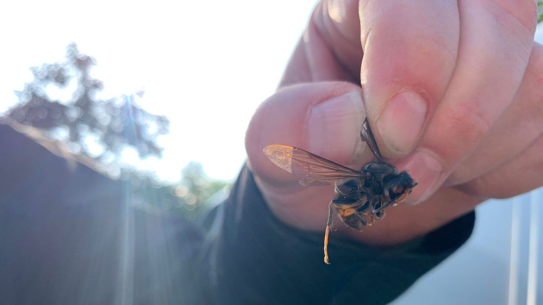 De Aziatische hoornaar rukt op: hoe gevaarlijk is hij?